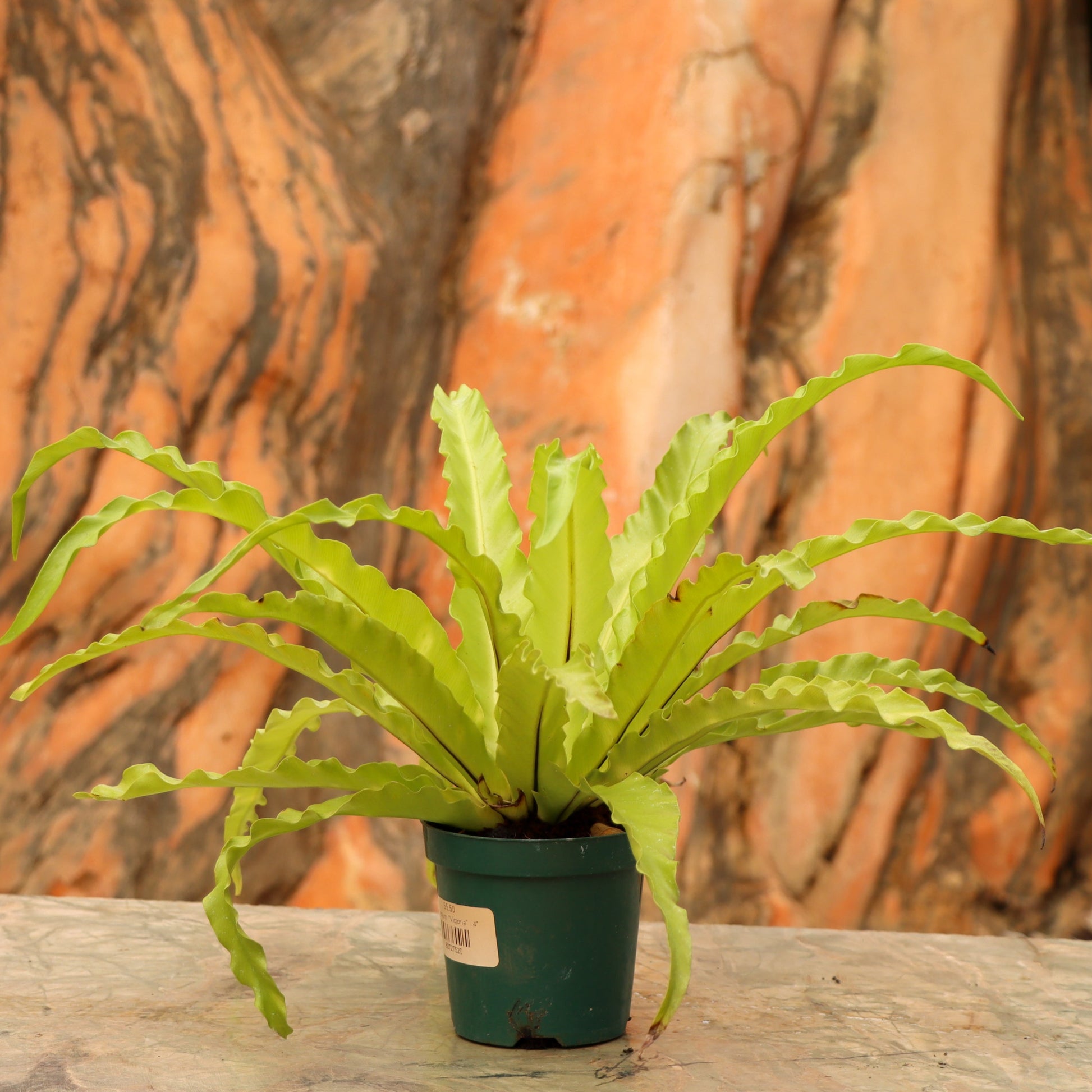 victoria bird nest fern Asplenium antiquum 'Victoria' (Japanese Bird's Nest Fern)
