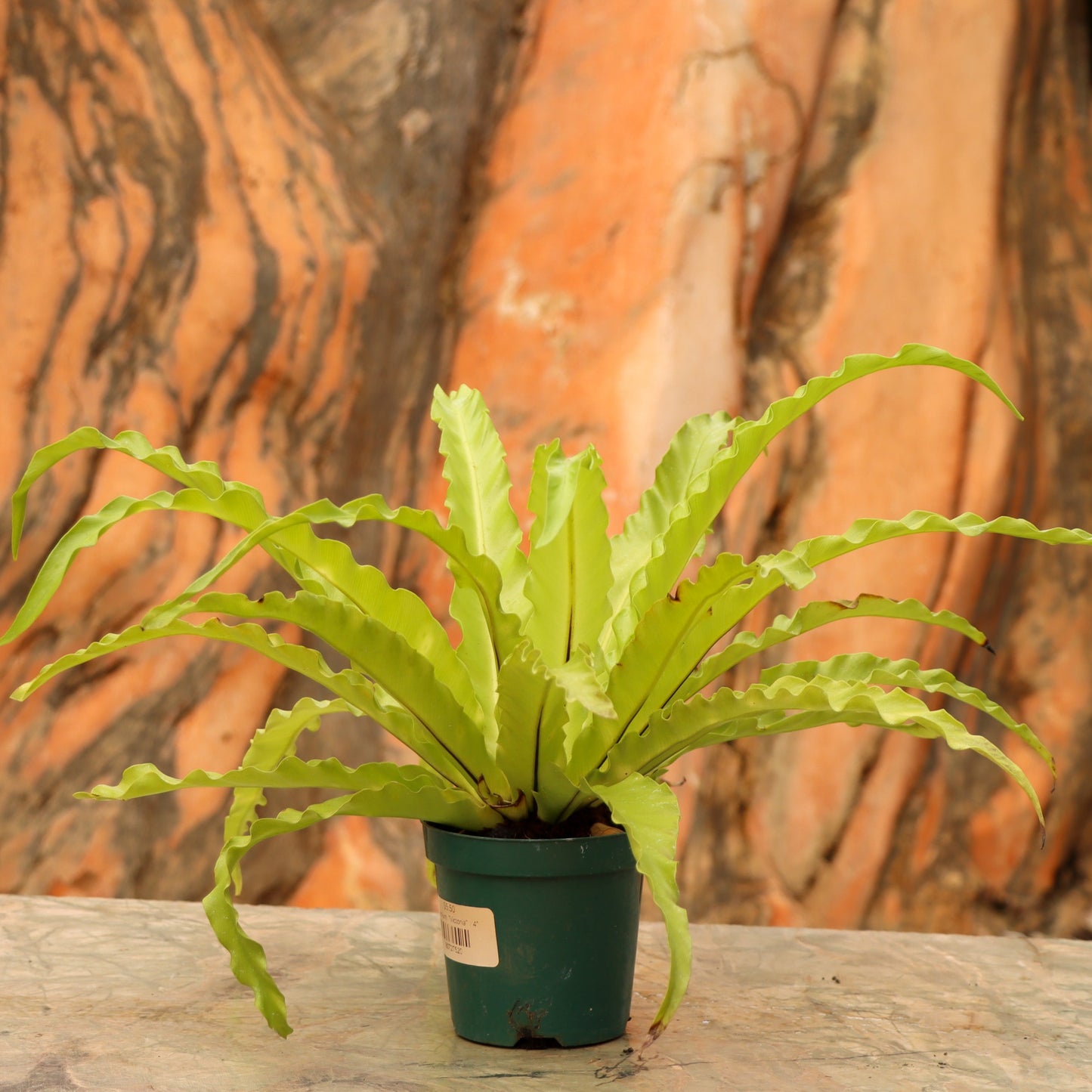 Asplenium, "Victoria"