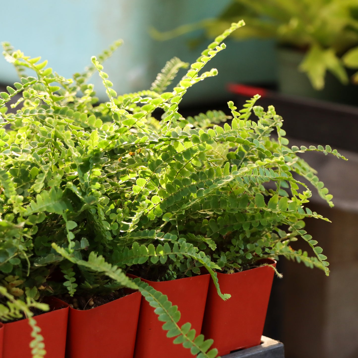 Asplenium trichomanes, "Maidenhair Spleenwort Fern"