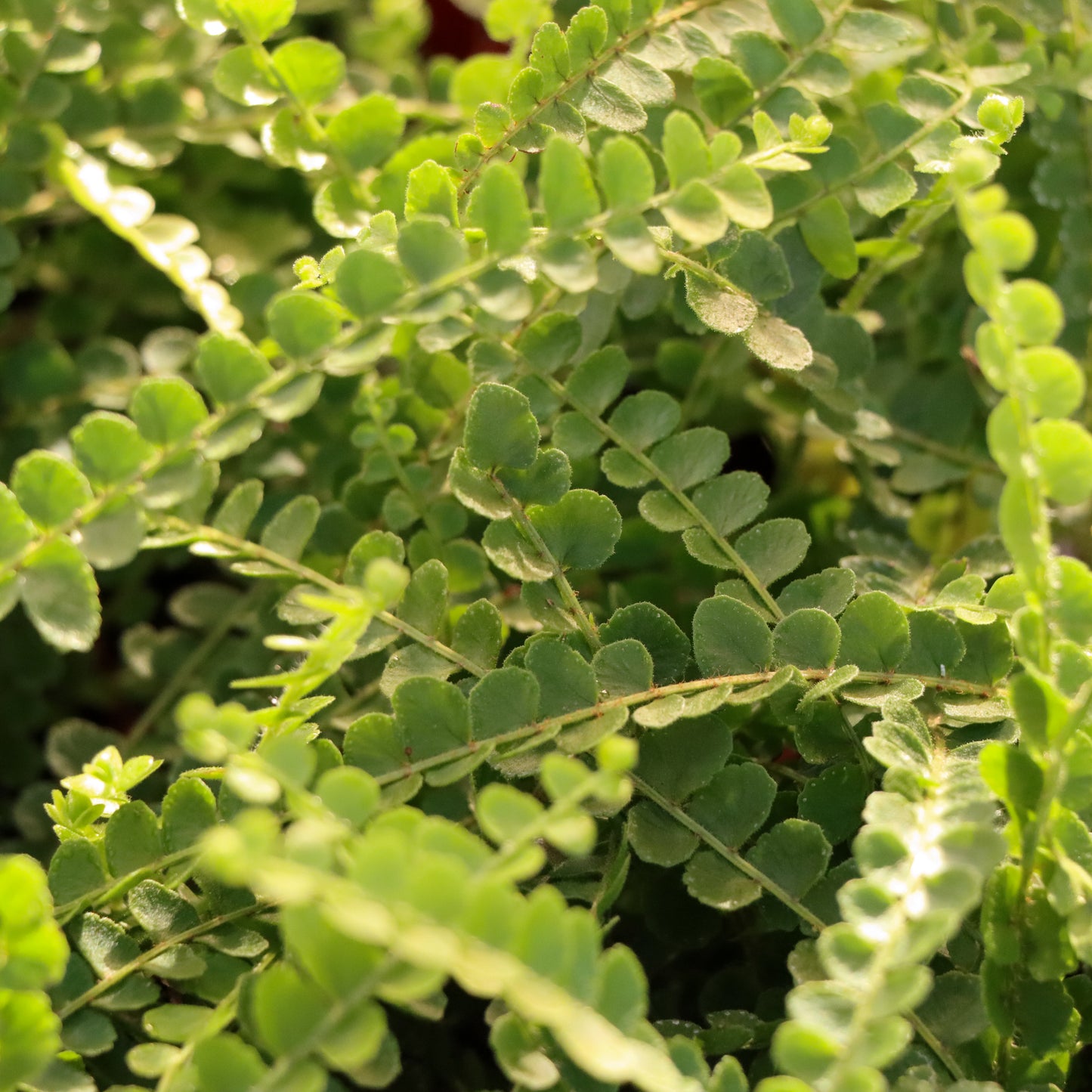 Asplenium trichomanes, "Maidenhair Spleenwort Fern"