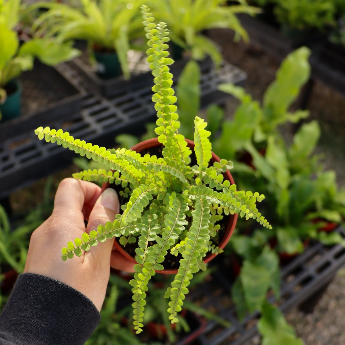 Asplenium trichomanes, "Maidenhair Spleenwort Fern"