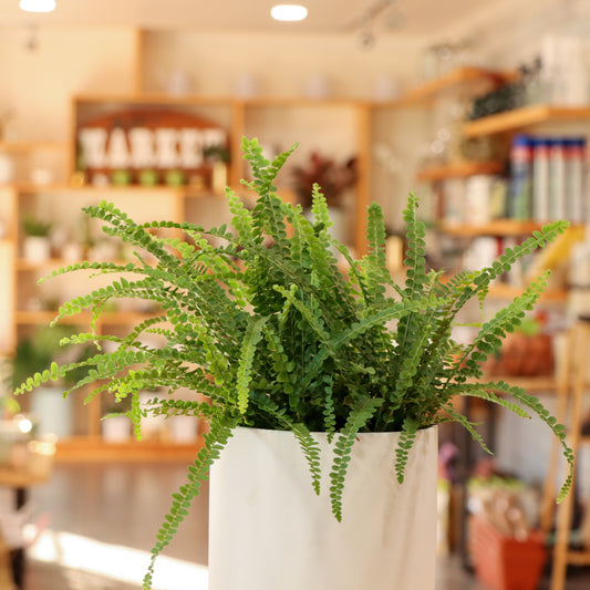 Nephrolepis cordifolia ' Duffii', "Lemon Button Fern"