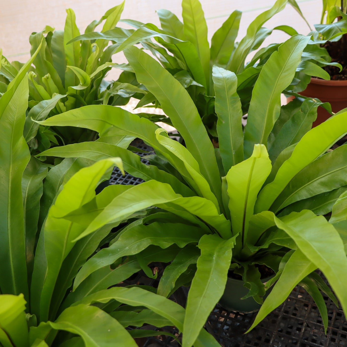 Aslpenium nidus, "Japanese Bird's Nest Fern"