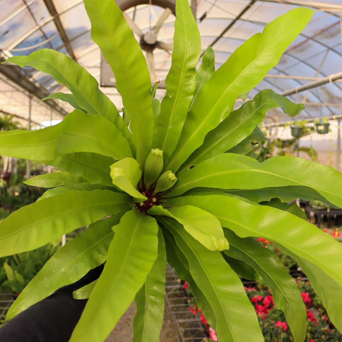 Aslpenium nidus, "Japanese Bird's Nest Fern"