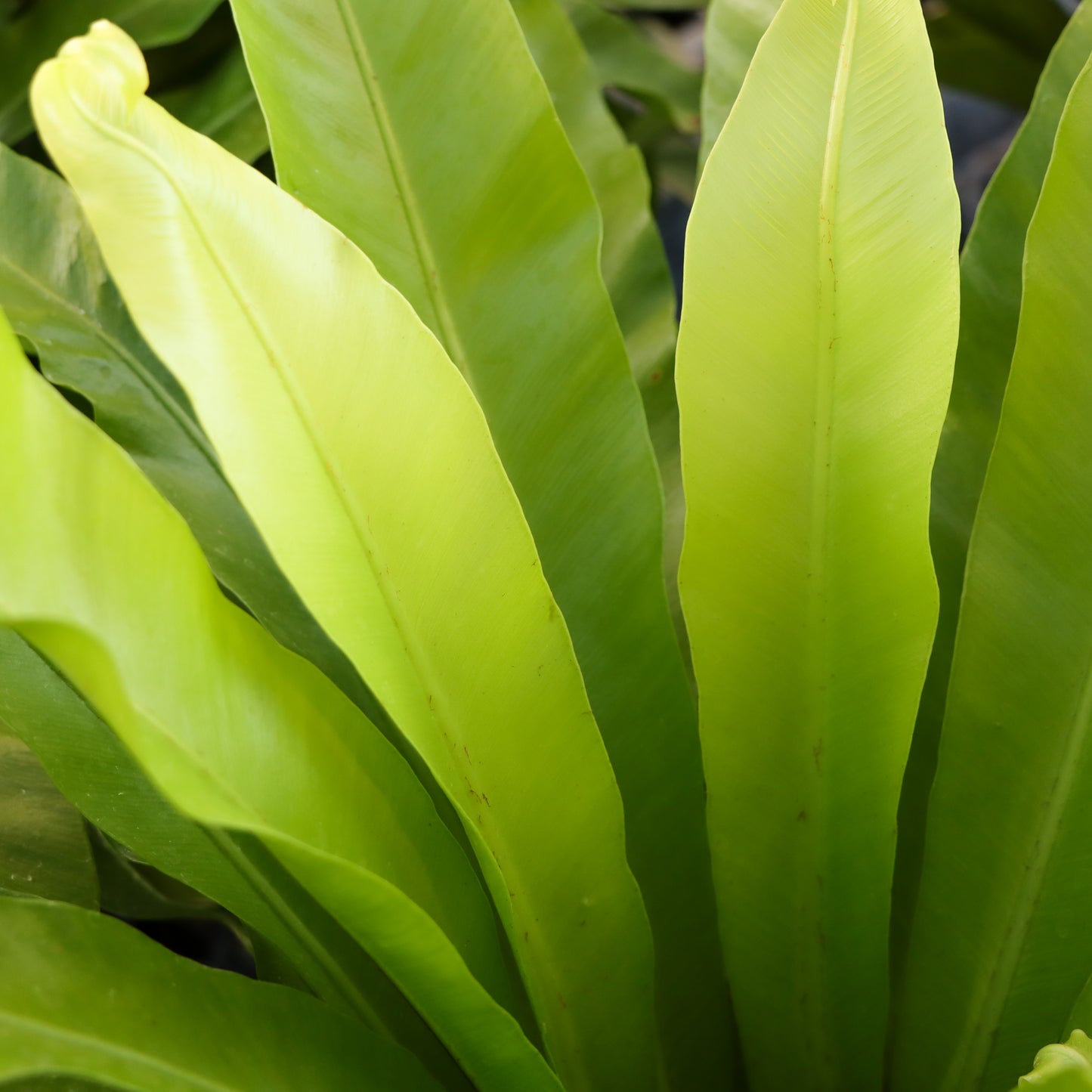 Aslpenium nidus, "Japanese Bird's Nest Fern"