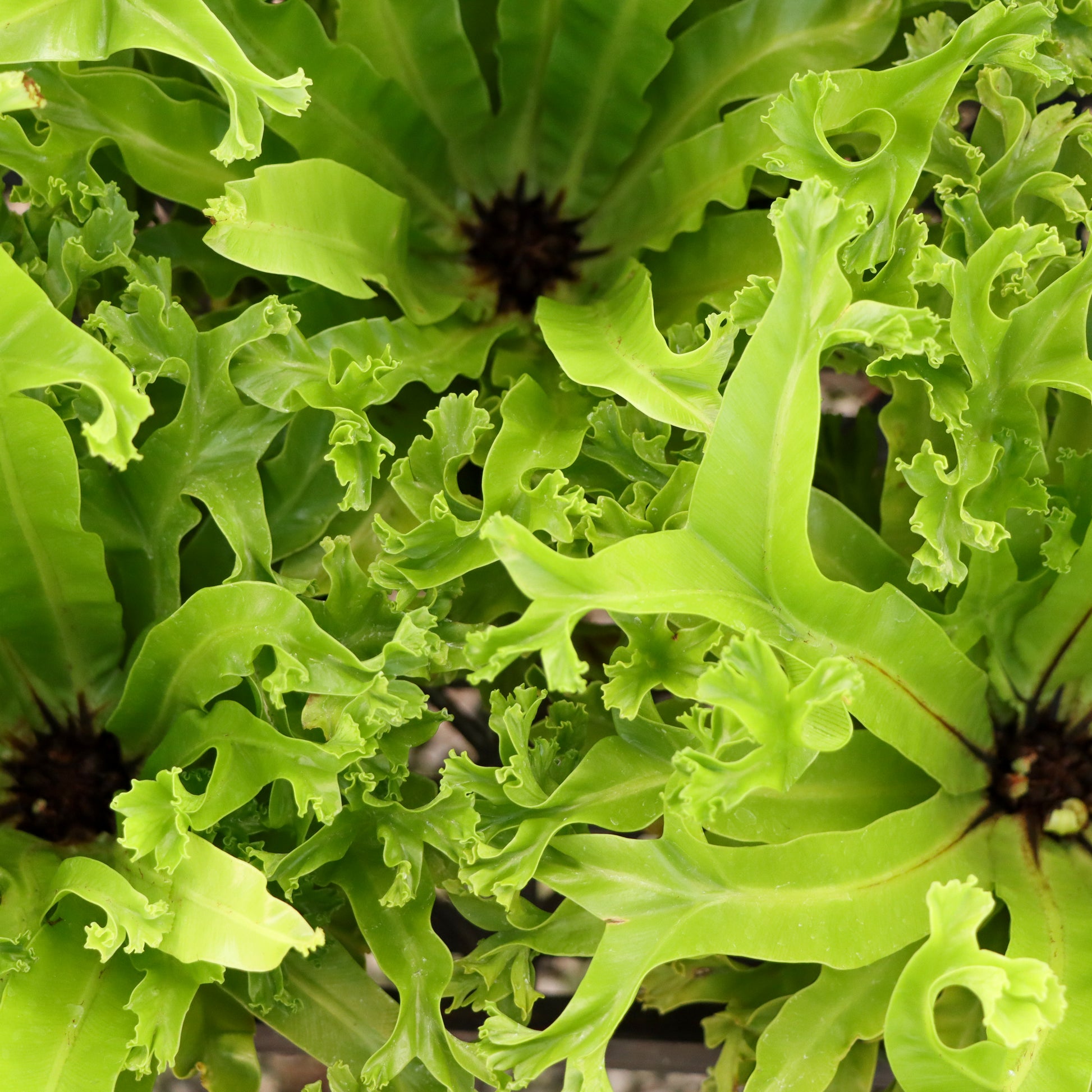 aspenium leslie birds nest fern Asplenium antiquum, "Leslie" – Mari's Gardens