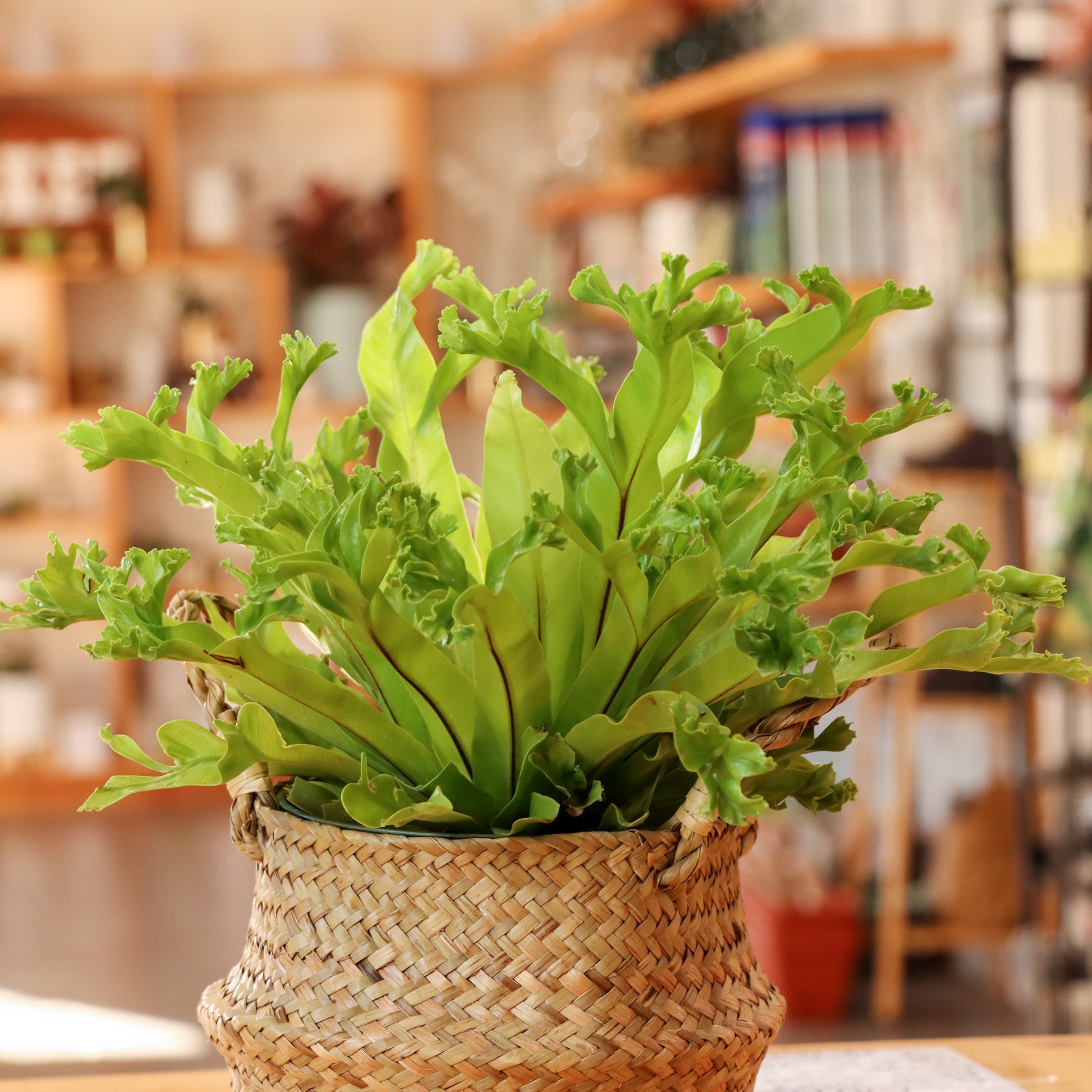 aspenium leslie birds nest fern Asplenium antiquum, "Leslie" – Mari's Gardens