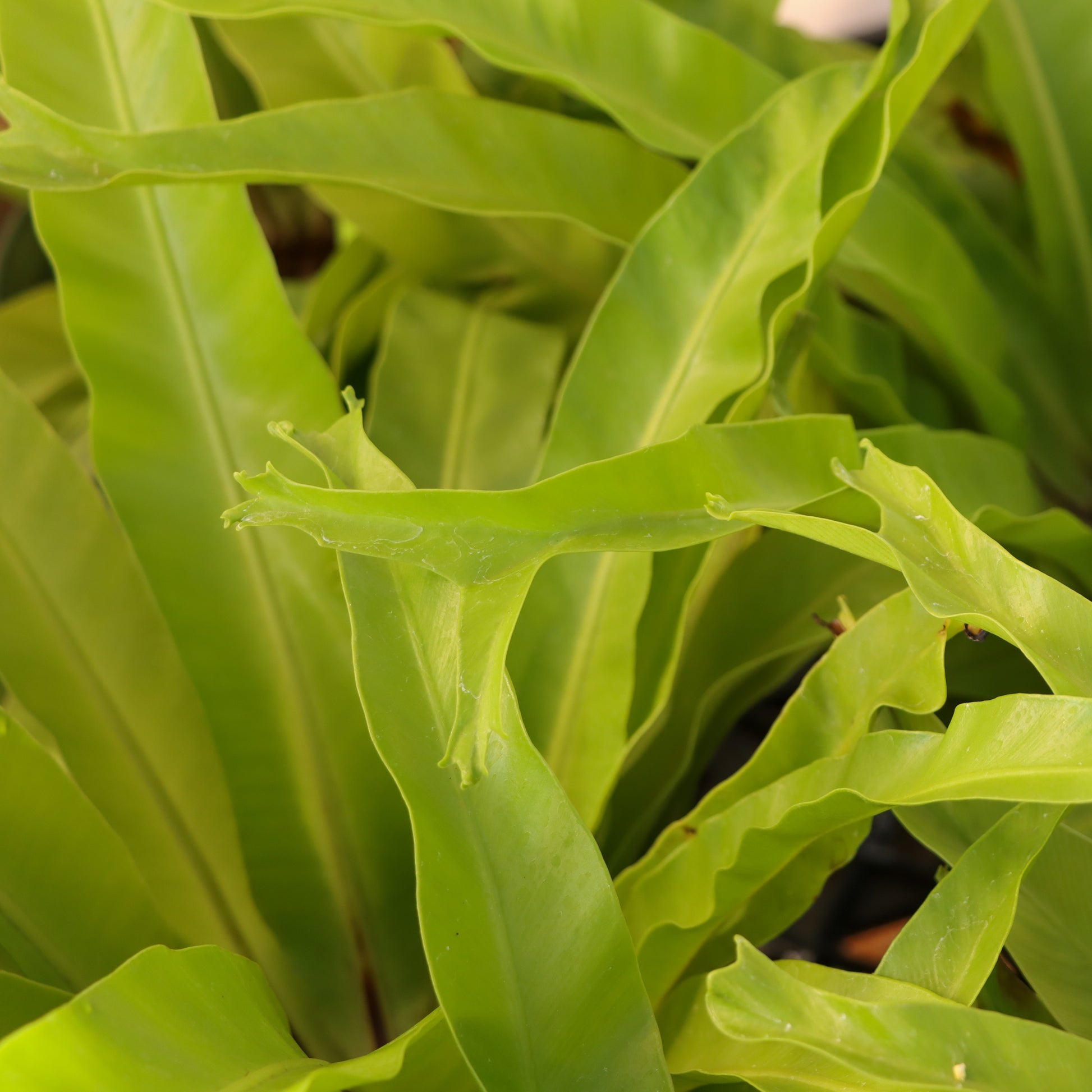 bird's nest fern asplenium nidus crissie Asplenium nidus, 'Crissie'
