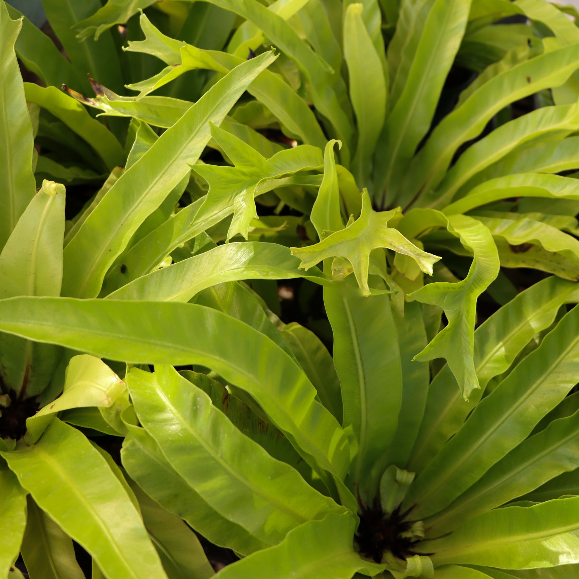 crissie bird's nest fern Asplenium nidus, 'Crissie'