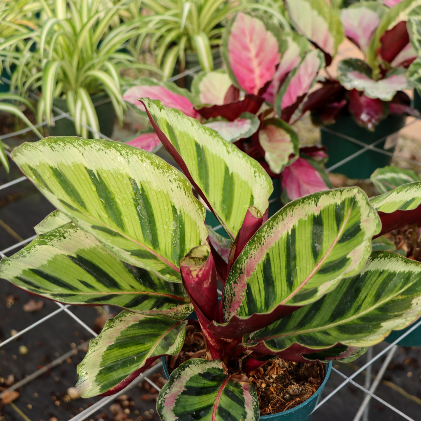 Calathea roseopicta, "Angela"