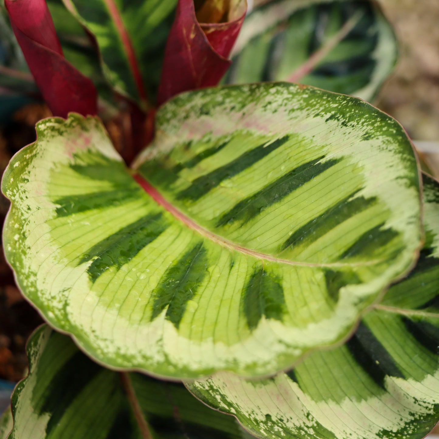 Calathea roseopicta, "Angela"
