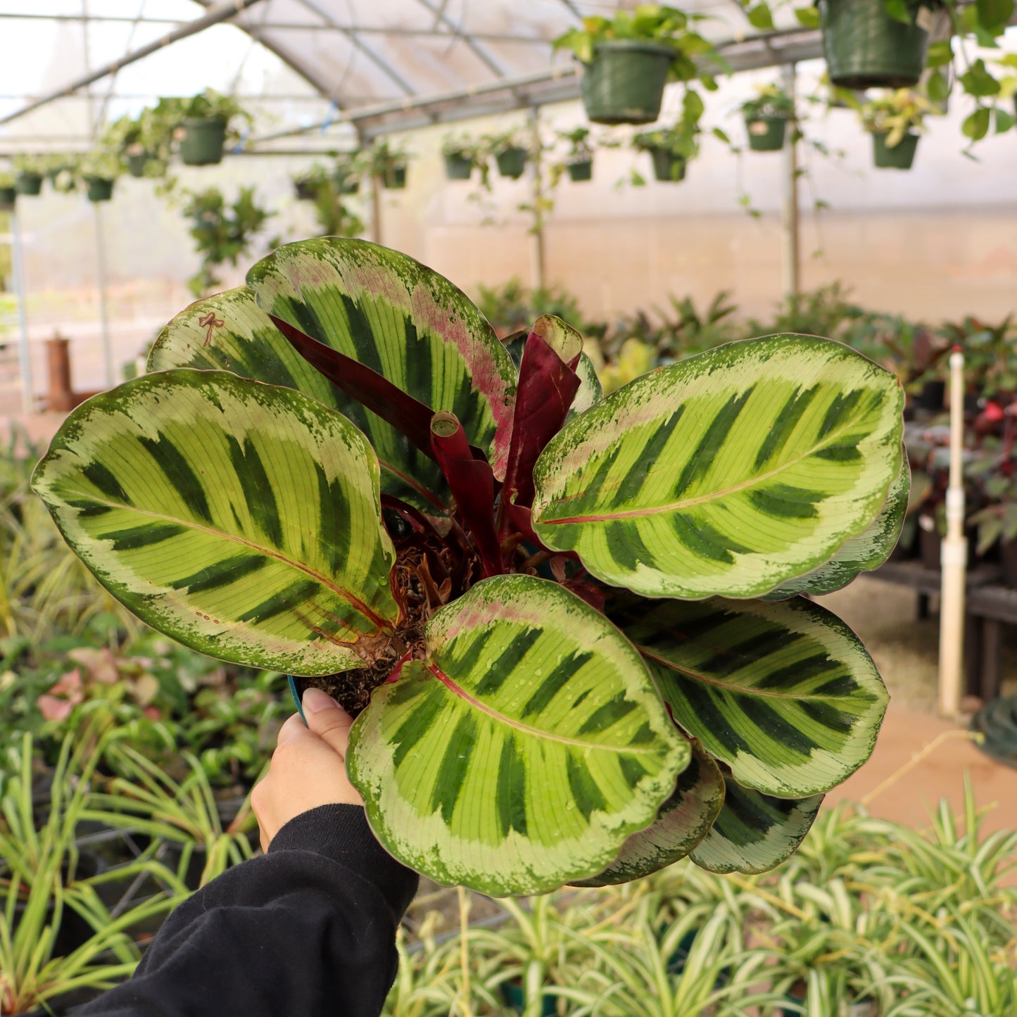 Calathea roseopicta, "Angela"