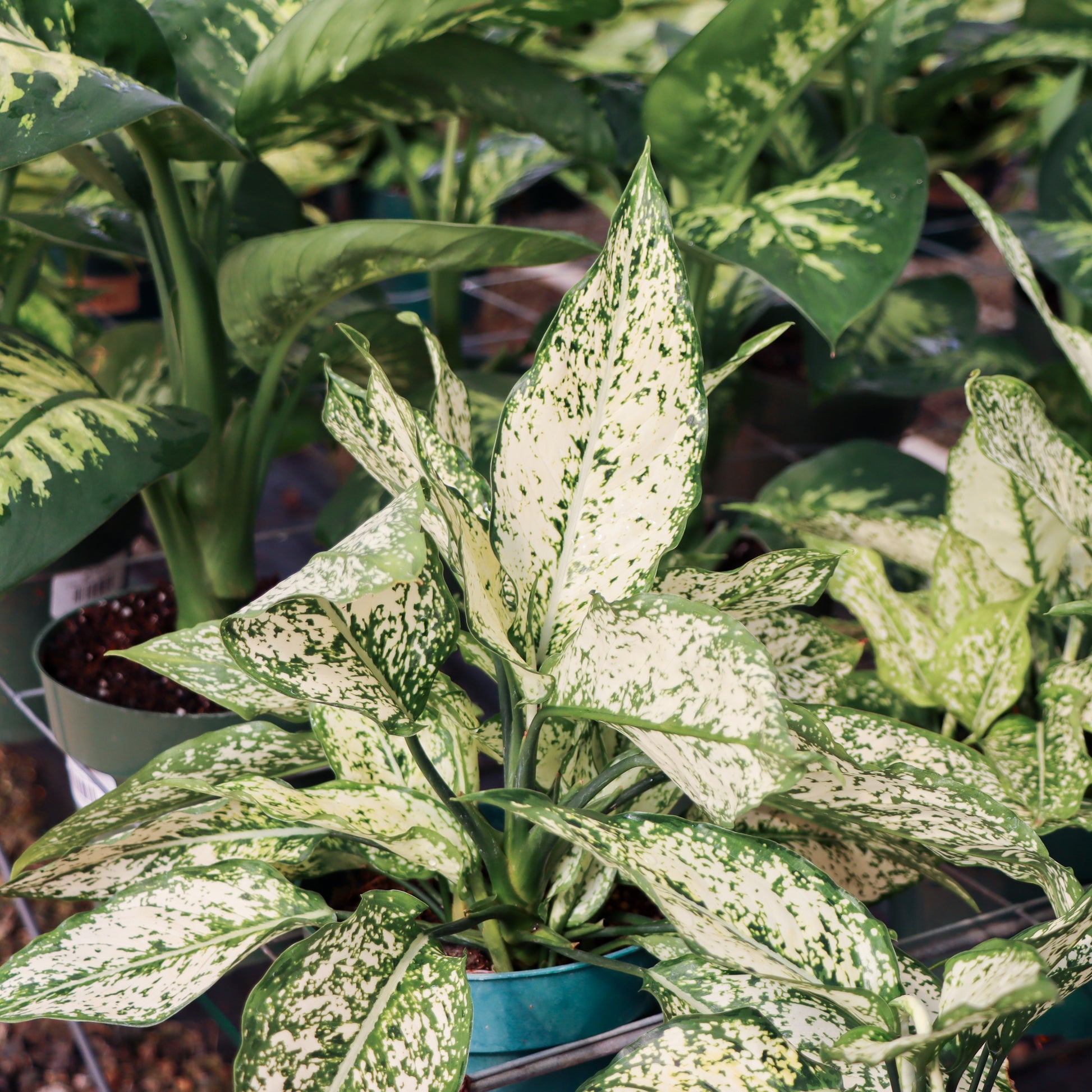 green aglaonema Aglaonema 'Osaka' – Mari's Gardens
