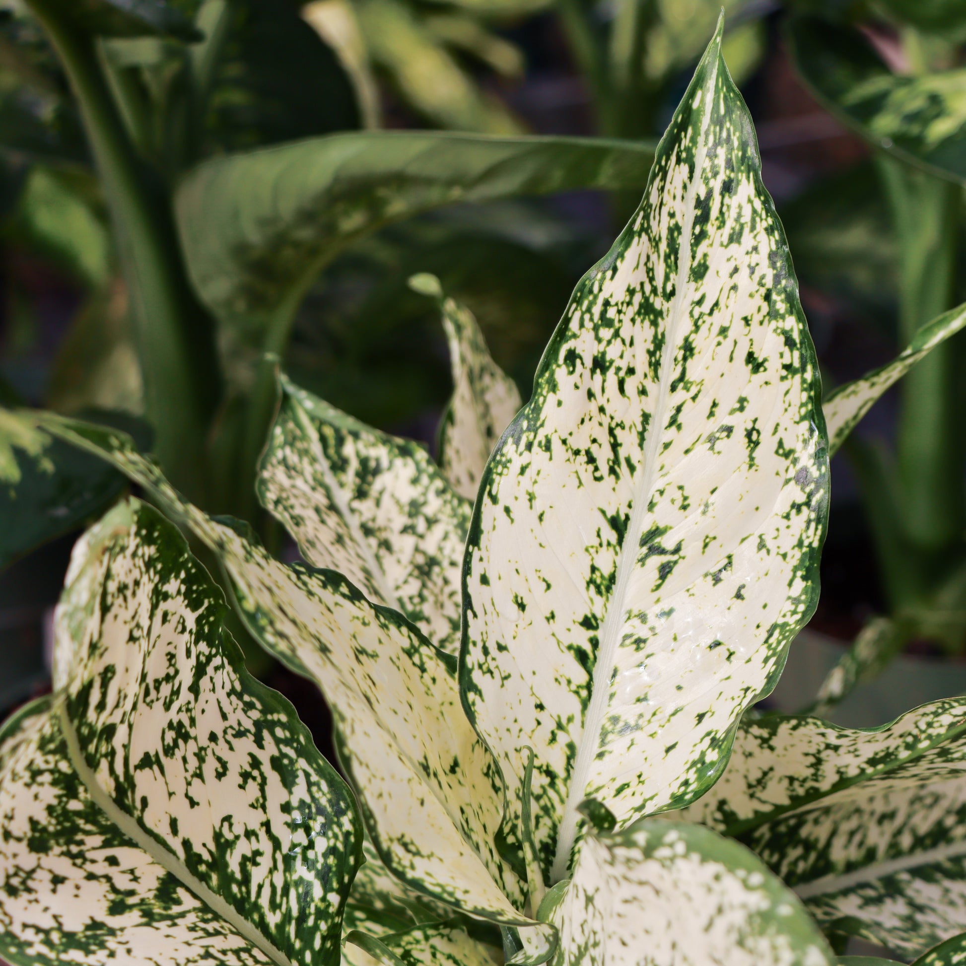 aglaonema osaka Aglaonema 'Osaka'