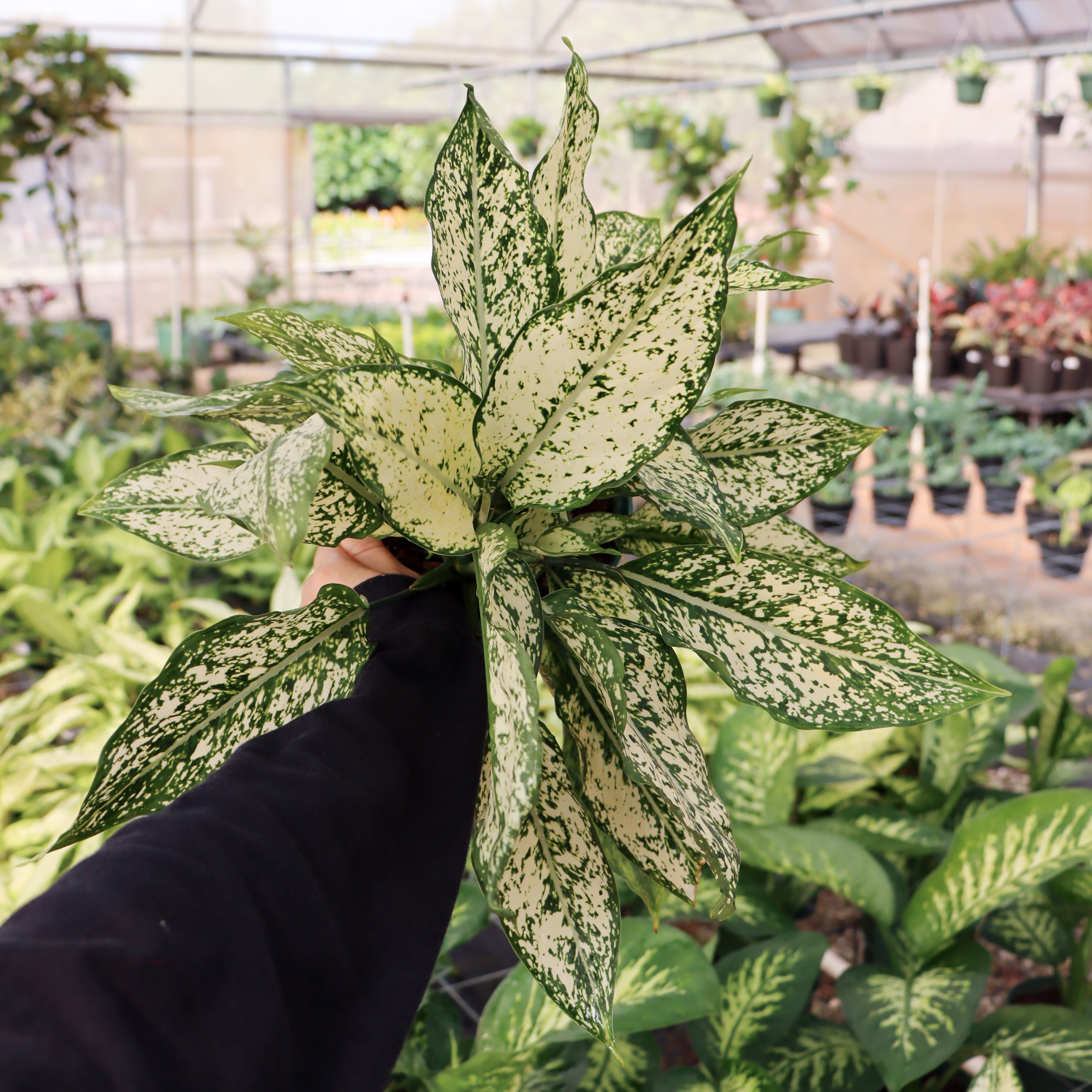 aglaonema airport Aglaonema 'Osaka' – Mari's Gardens
