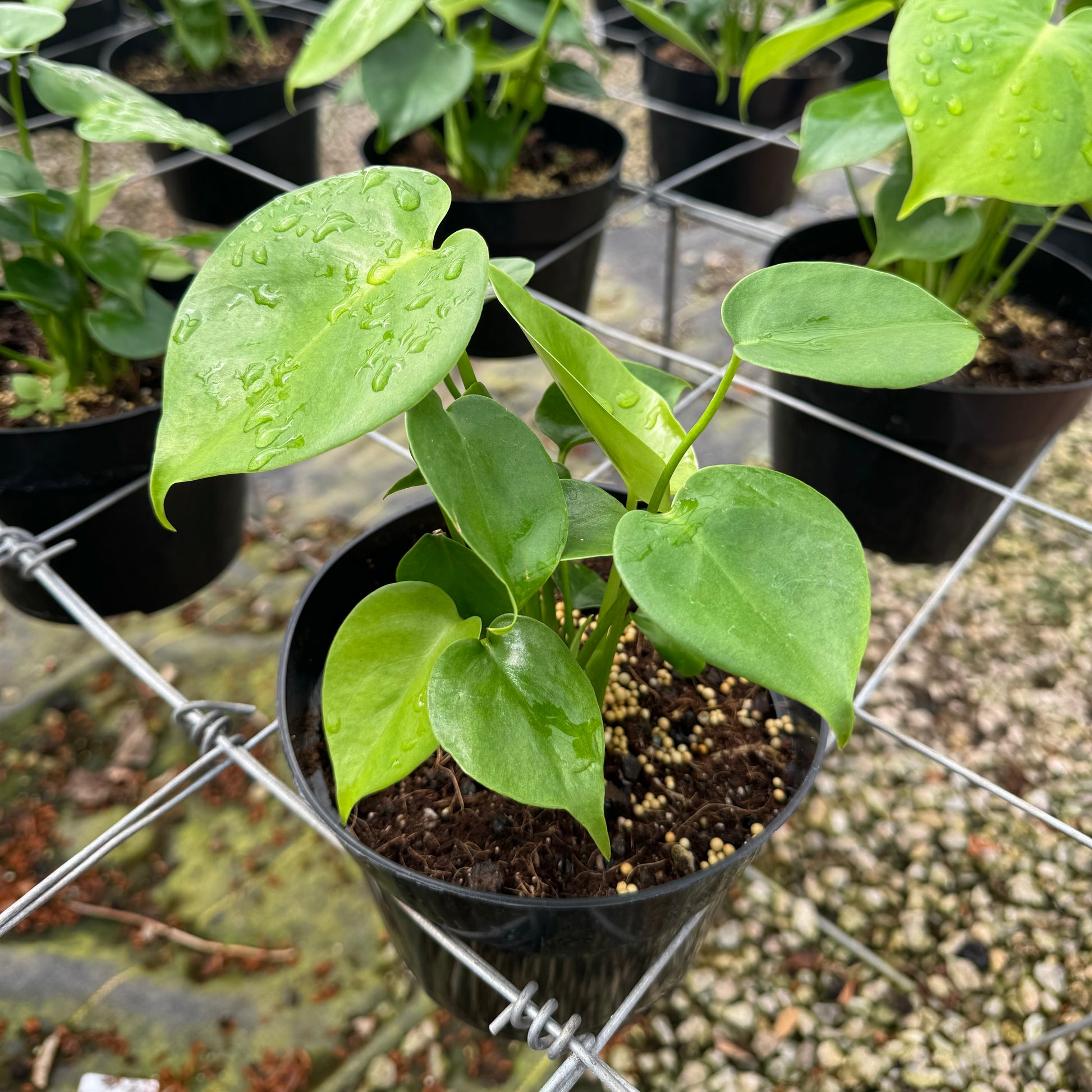 monstera deliciosa medium Monstera deliciosa – Mari's Gardens