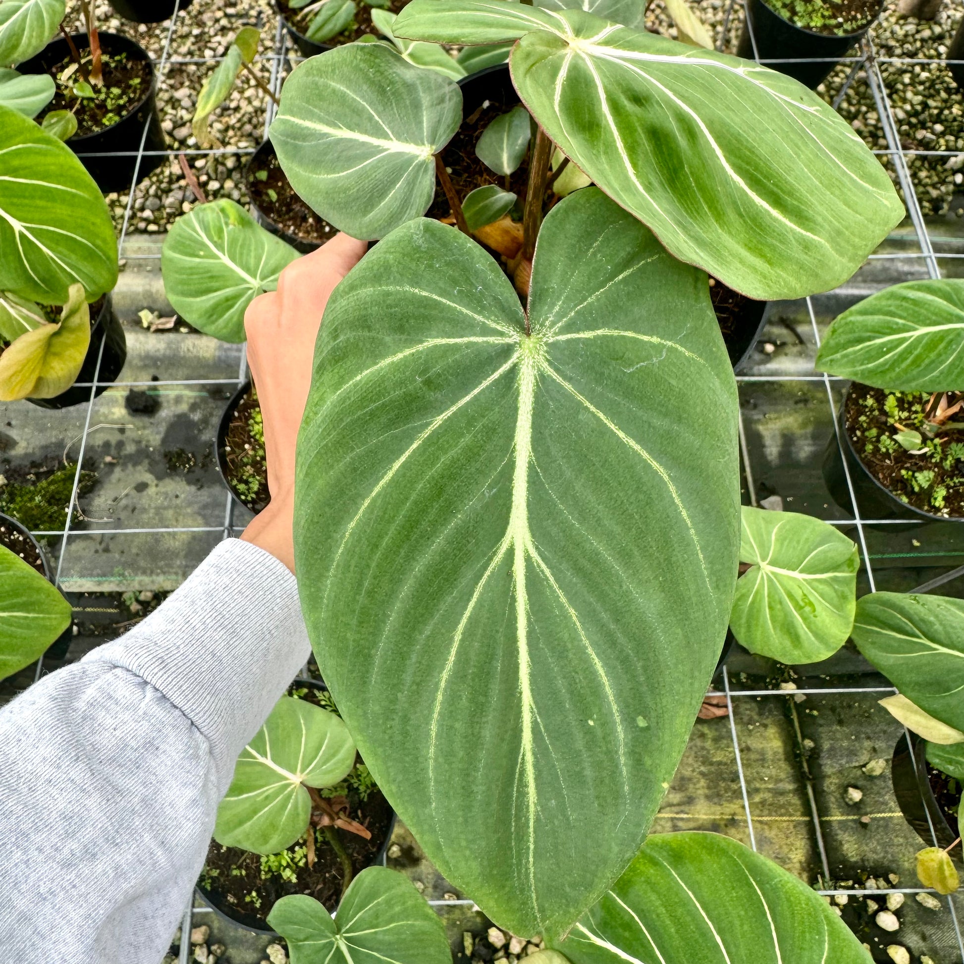 philodendron dark form gloriosum Philodendron gloriosum – Mari's Gardens