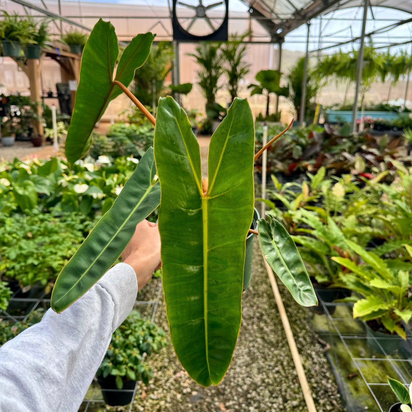 Philodendron billietiae