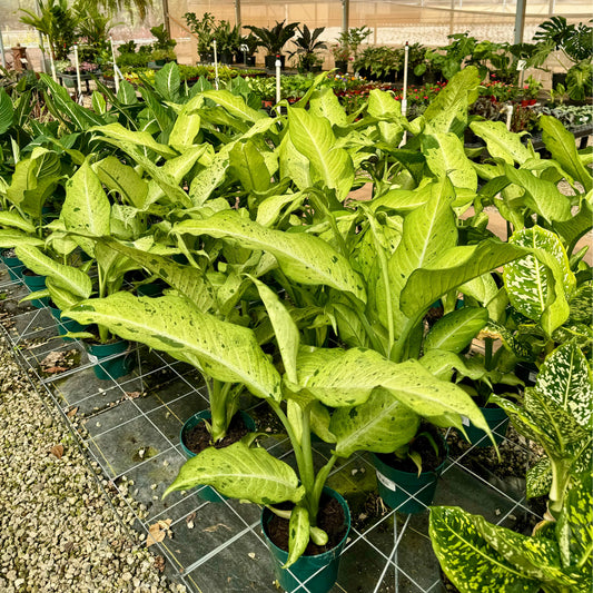PH Dieffenbachia, Camouflage