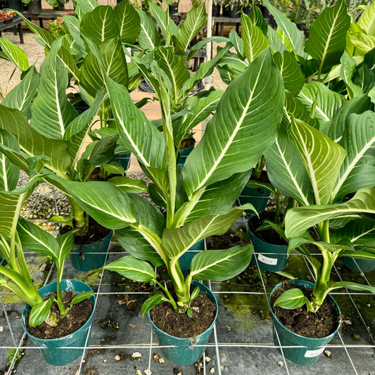 Dieffenbachia, "Sterling"