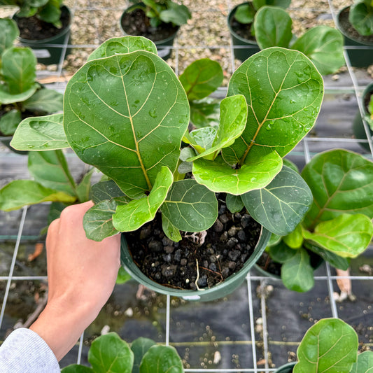 Ficus lyrata, "Bambino"