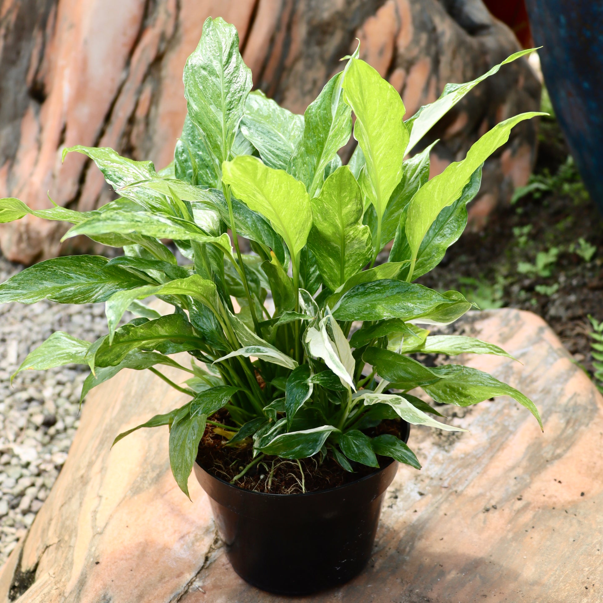 spathiphyllum domino peace lily Spathiphyllum, "Domino"