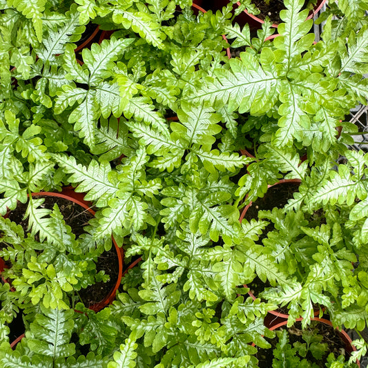 Pteris argyraea, "Silver Brake Fern"