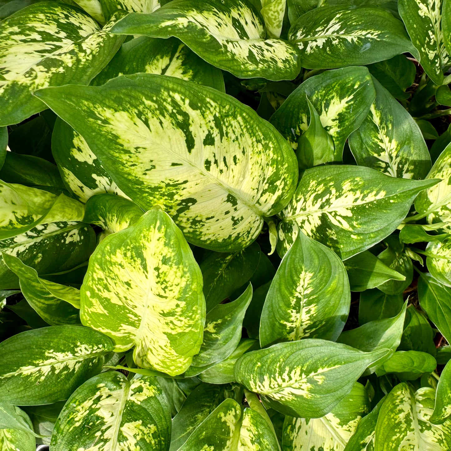 Dieffenbachia, "Camille"