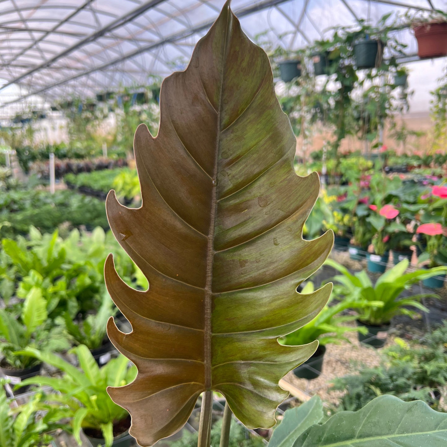 Philodendron 'Caramel Marble'