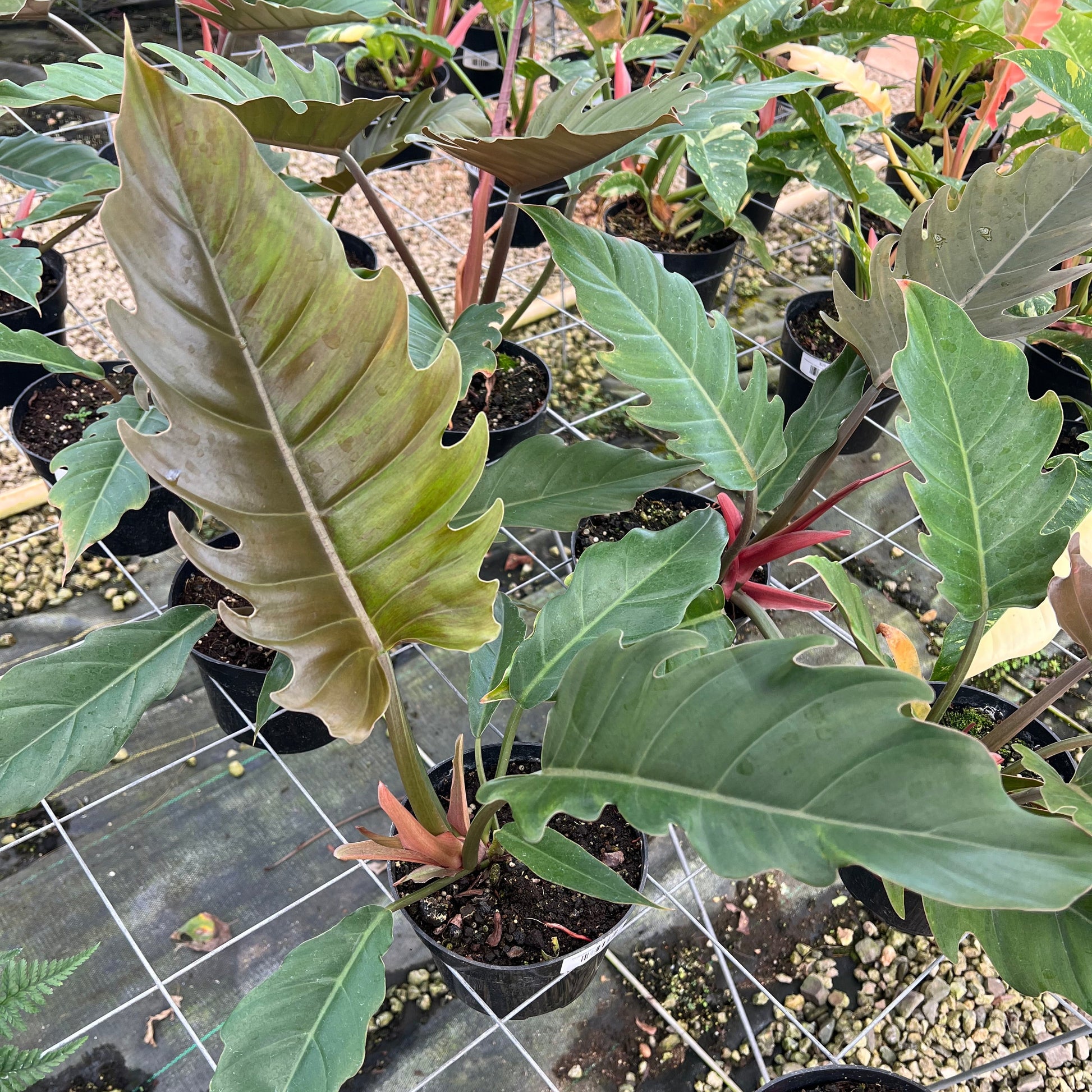 pluto philodendron Philodendron 'Caramel Pluto' – Mari's Gardens