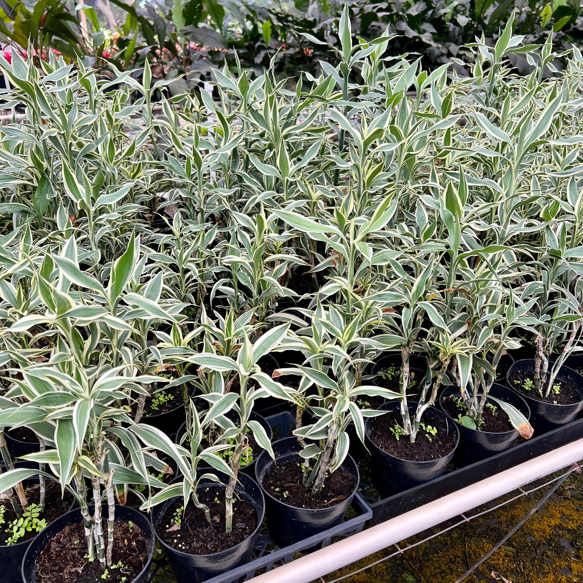 dracaena sanderiana outdoors Dracaena sanderiana, white