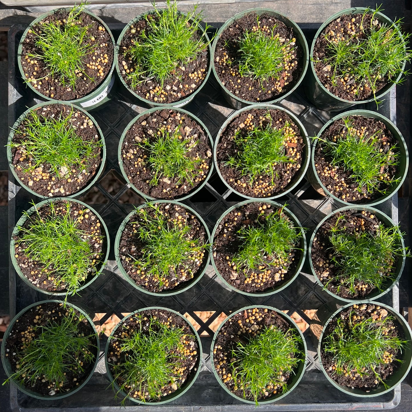 Irish Moss