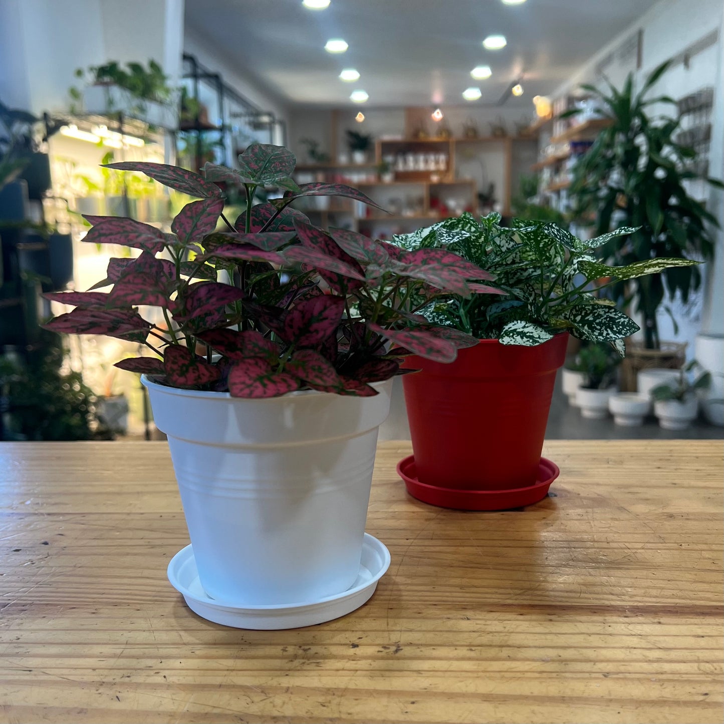 Plastic Planter Pots with Tray