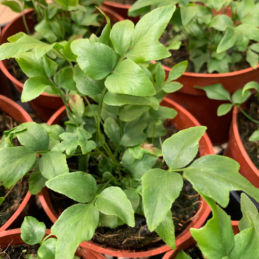 Anemia mexicana, "Mexican Flowering Fern"