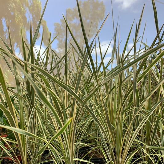 Cordyline australis