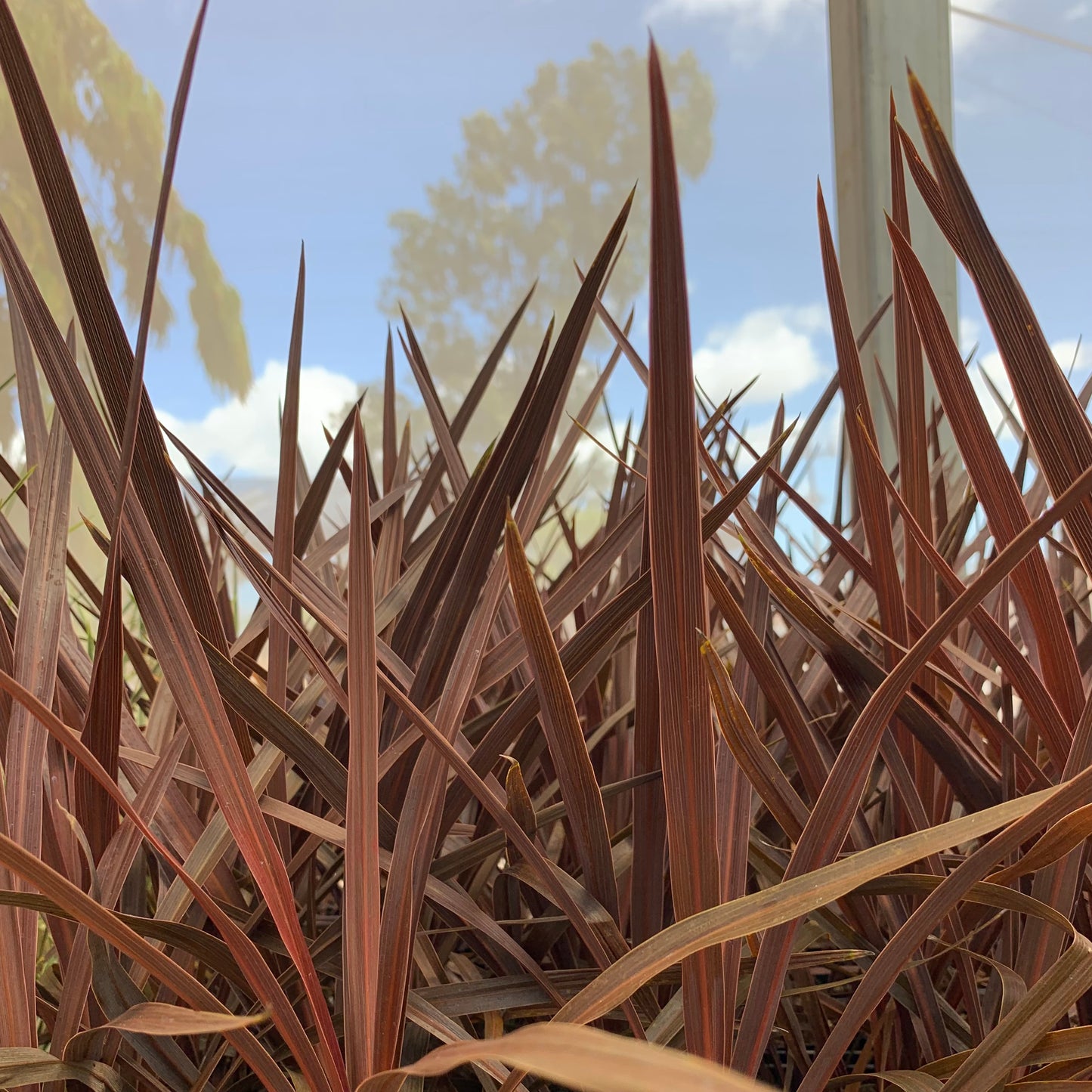 Cordyline australis