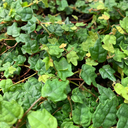 Ficus quercifolia, "String of Frogs"