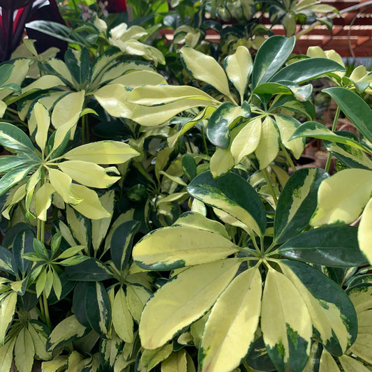 Brassia trinette,  'Schefflera', variegated