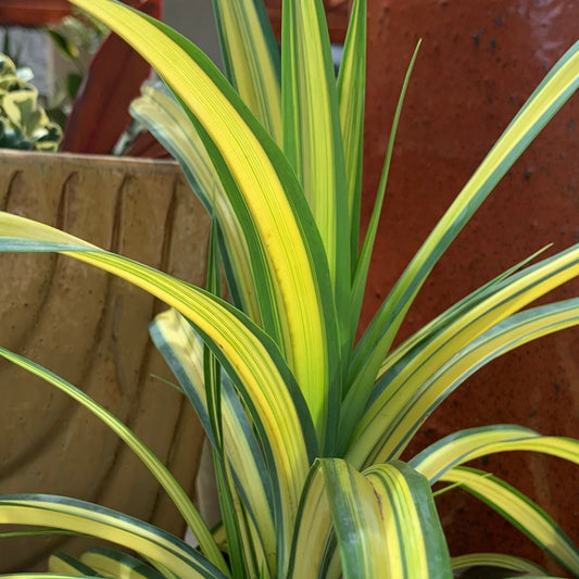 Variegated Dwarf Hala