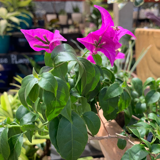 Bougainvillea, "Rijinstar Pink"