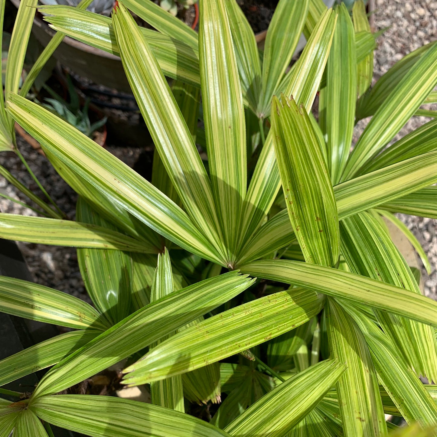 Variegated Rhapis Palm