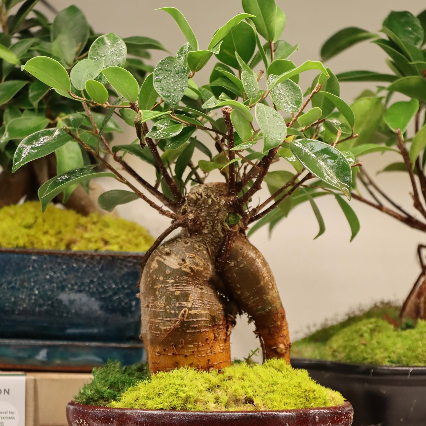 Bonsai - Ficus ginseng Tree in Ceramic Planter