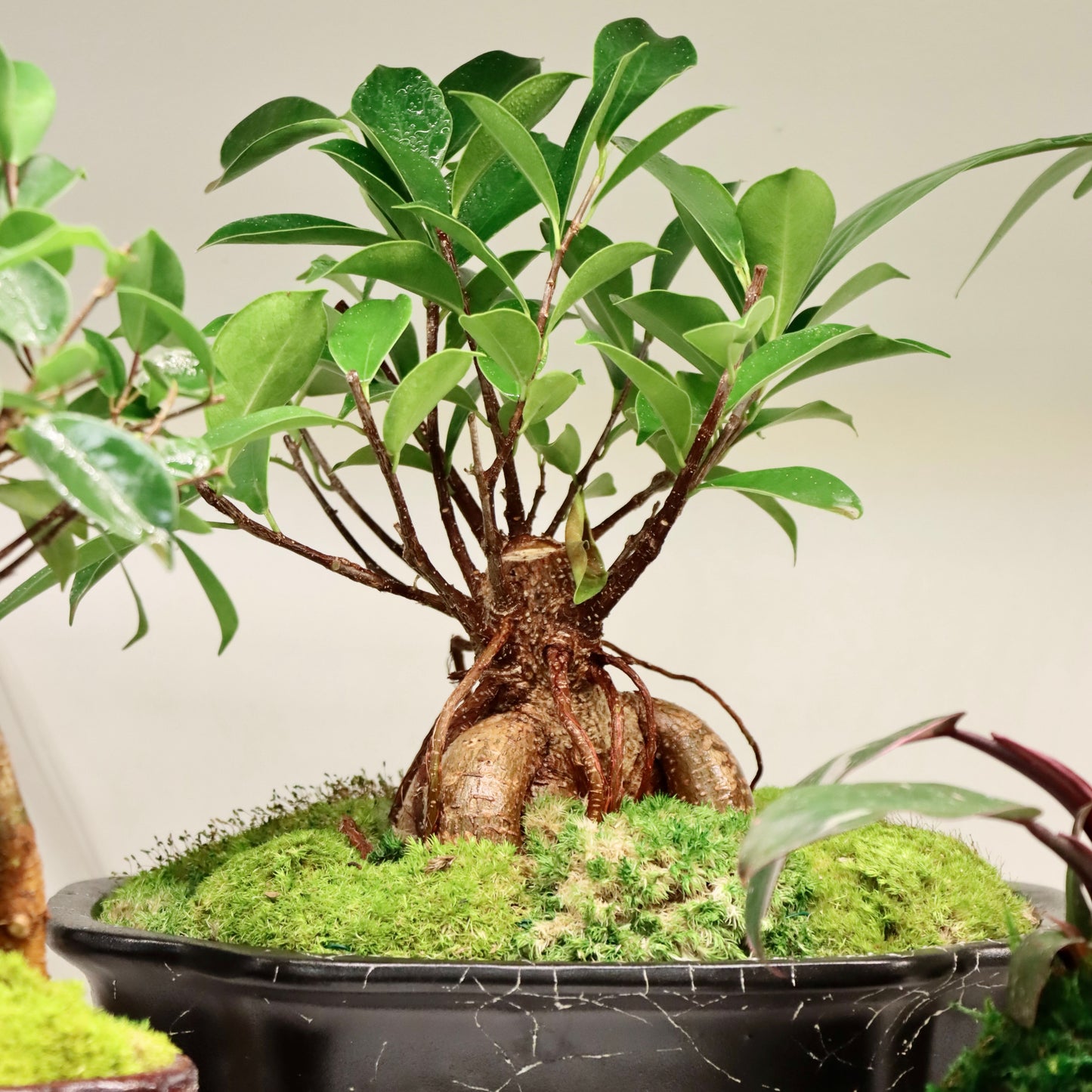 Bonsai - Ficus ginseng Tree in Ceramic Planter