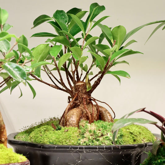 Ficus ginseng - Bonsai Tree in Ceramic Planter