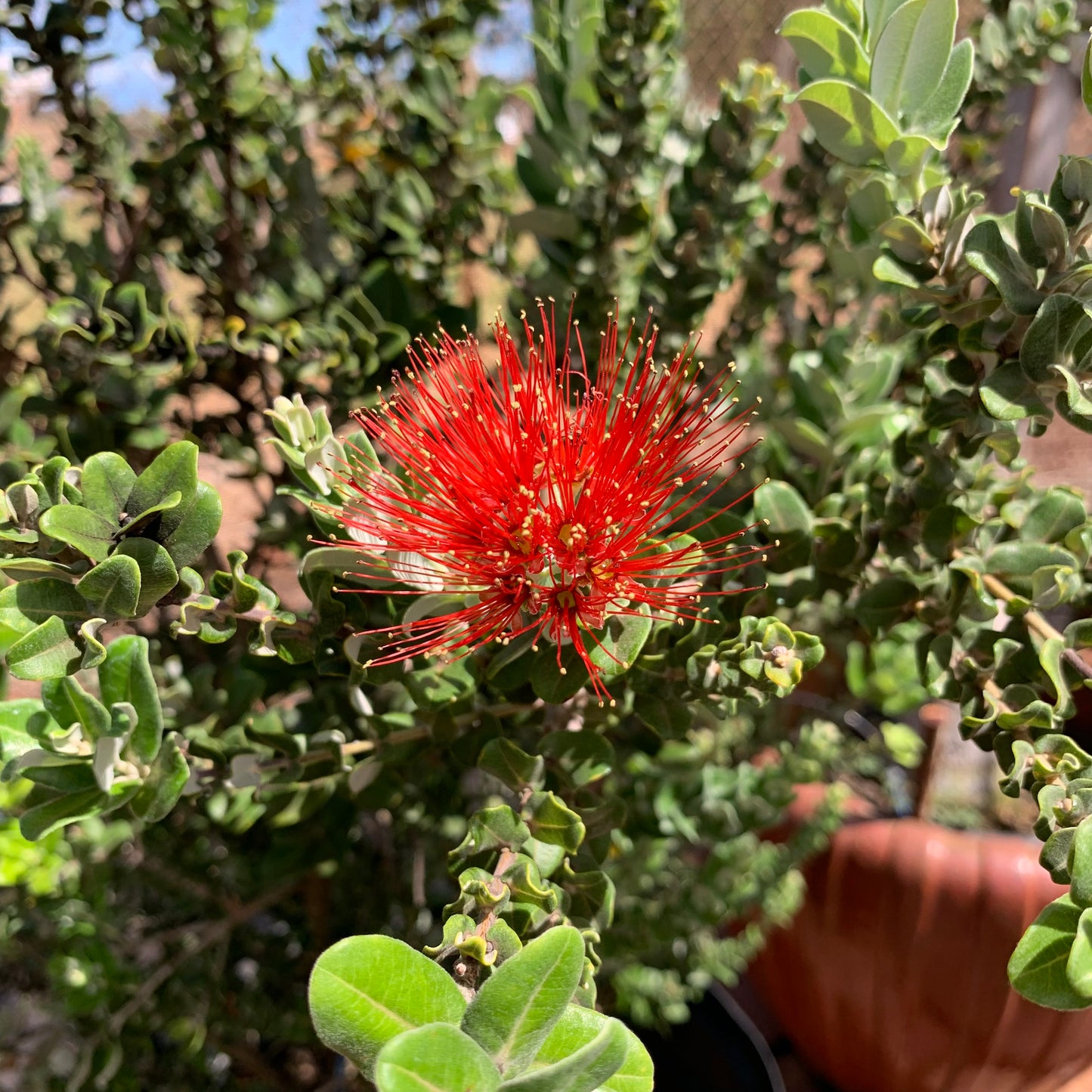 Metrosideros polymorpha, "Ohia"