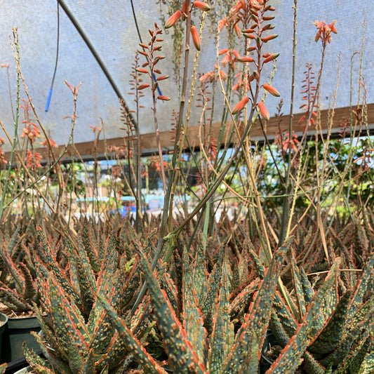 Aloe