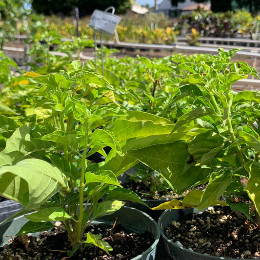 Hawaiian Chili Pepper