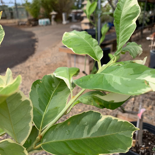 Variegated Pink Eureka Lemon