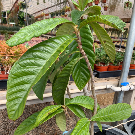 Mammoth Loquat