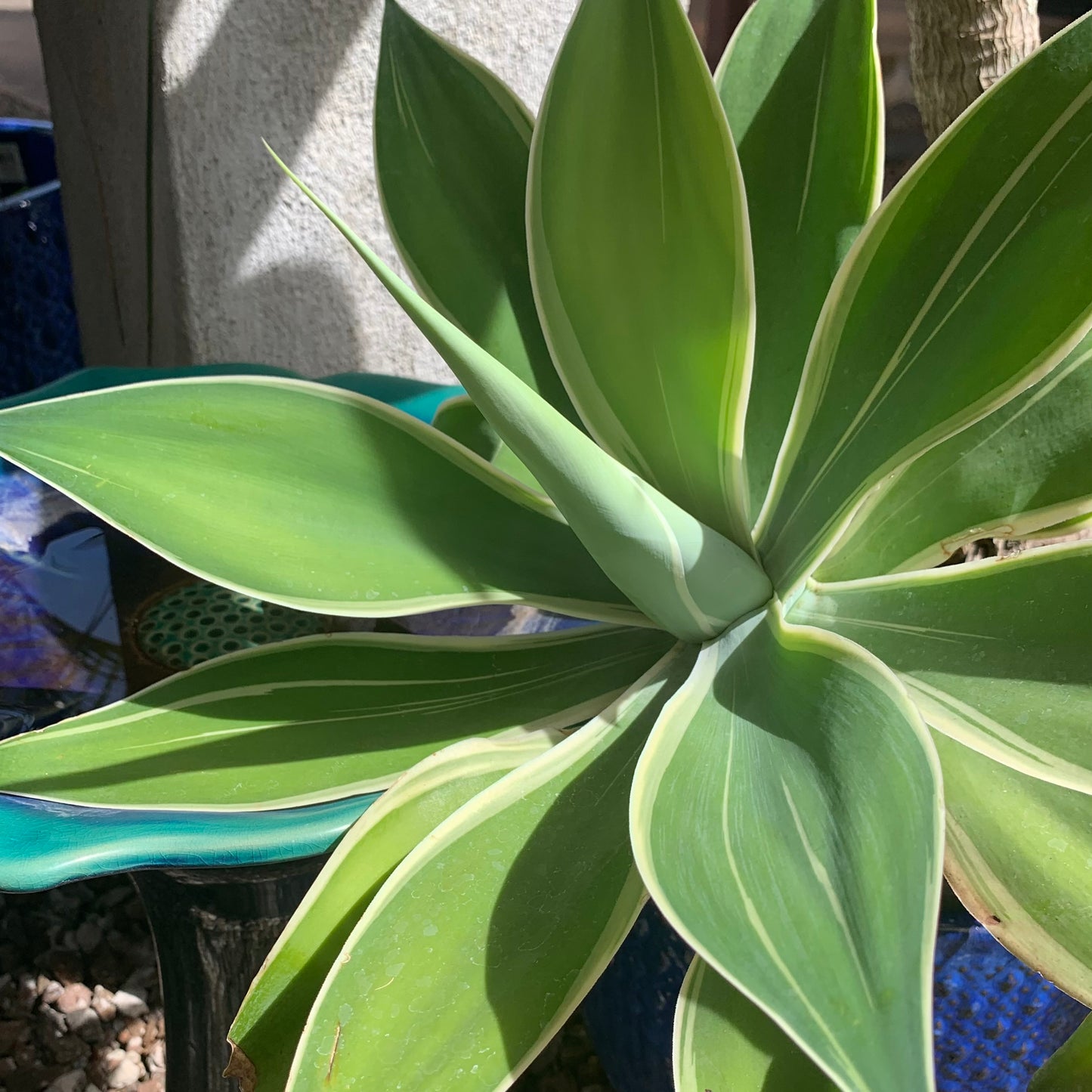 Agave attenuata